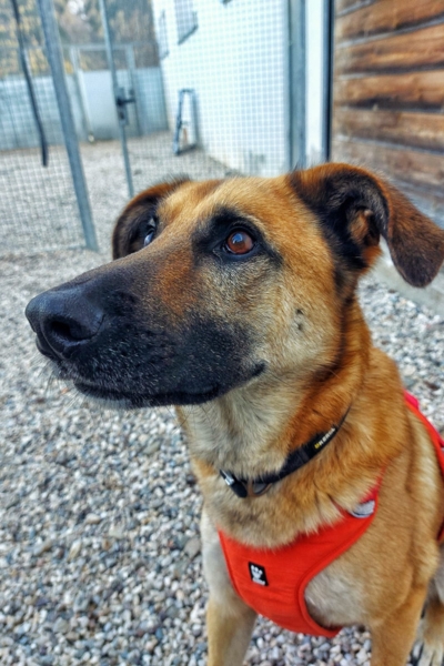 Malinois-Mix-Lucky-01