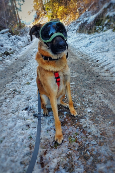 Malinois-Mix-Lucky-02