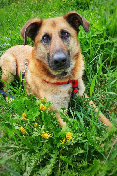 Malinois-Mix-Lucky-03
