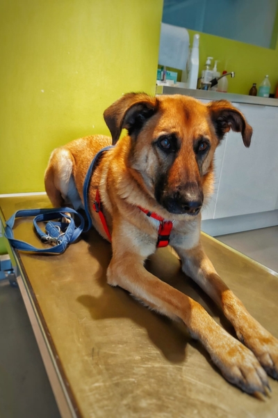 Malinois-Mix-Lucky-04