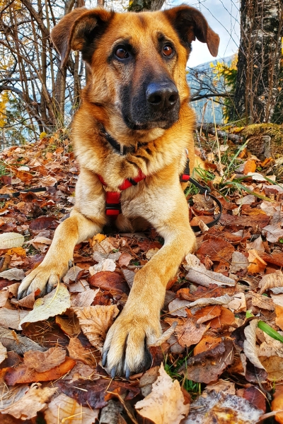 Malinois-Mix-Lucky-05