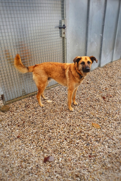 Malinois-Mix-Lucky-06