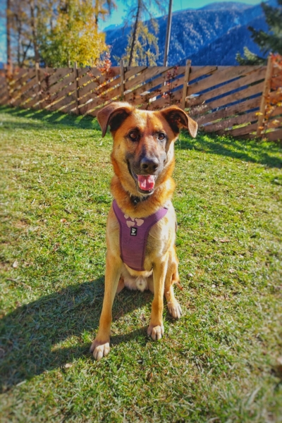Malinois-Mix-Lucky-07