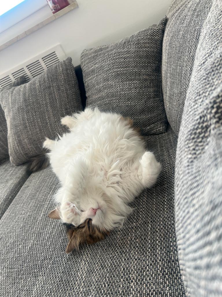 20260604_Foto_Katze_Tiger (4)