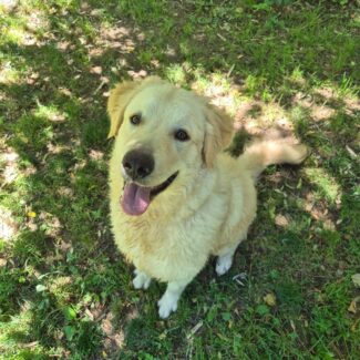 Hund_Frost_quadratisch