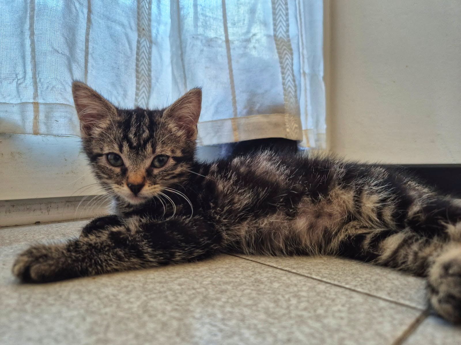 Kater 1