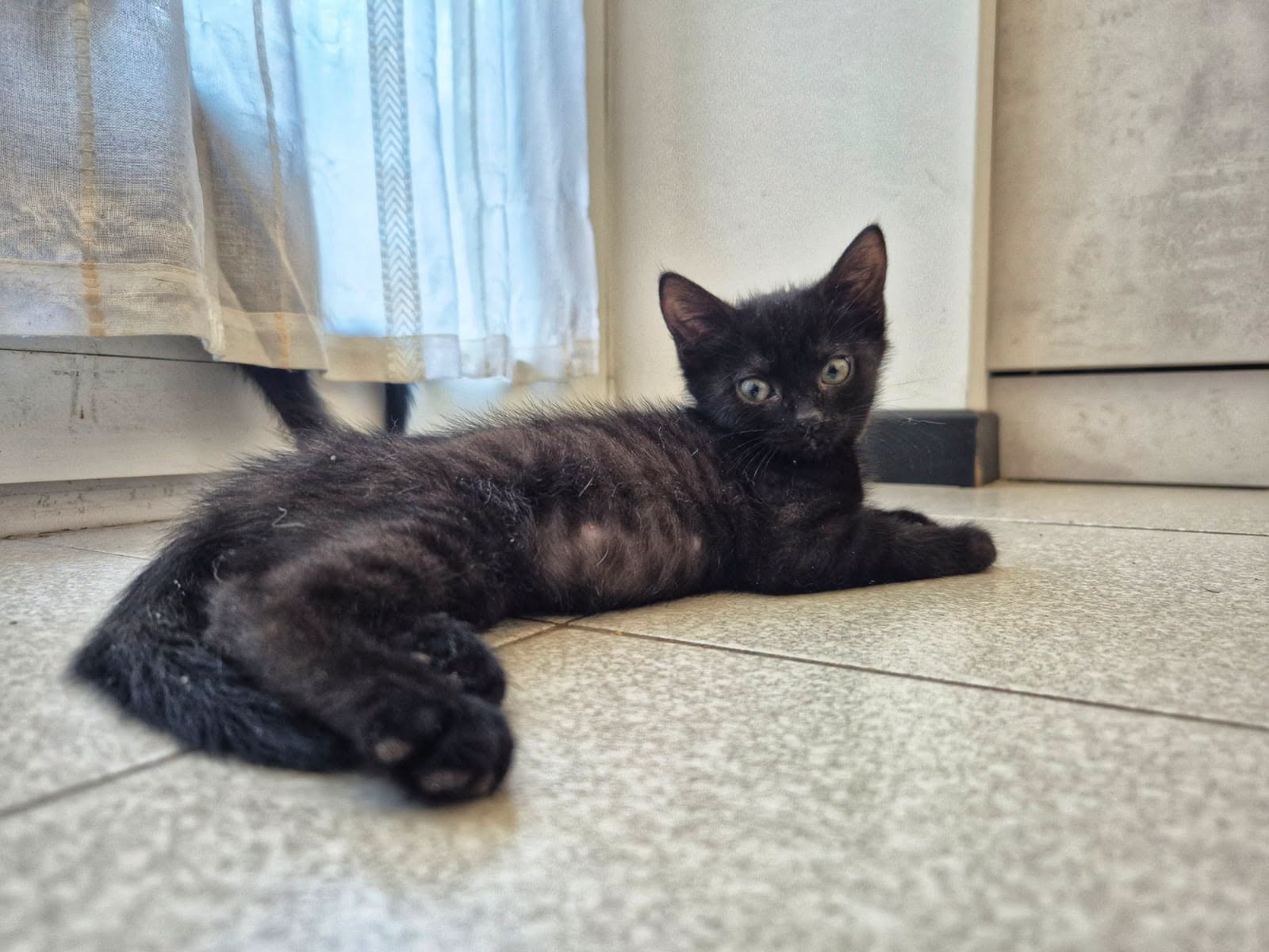 Kater 2