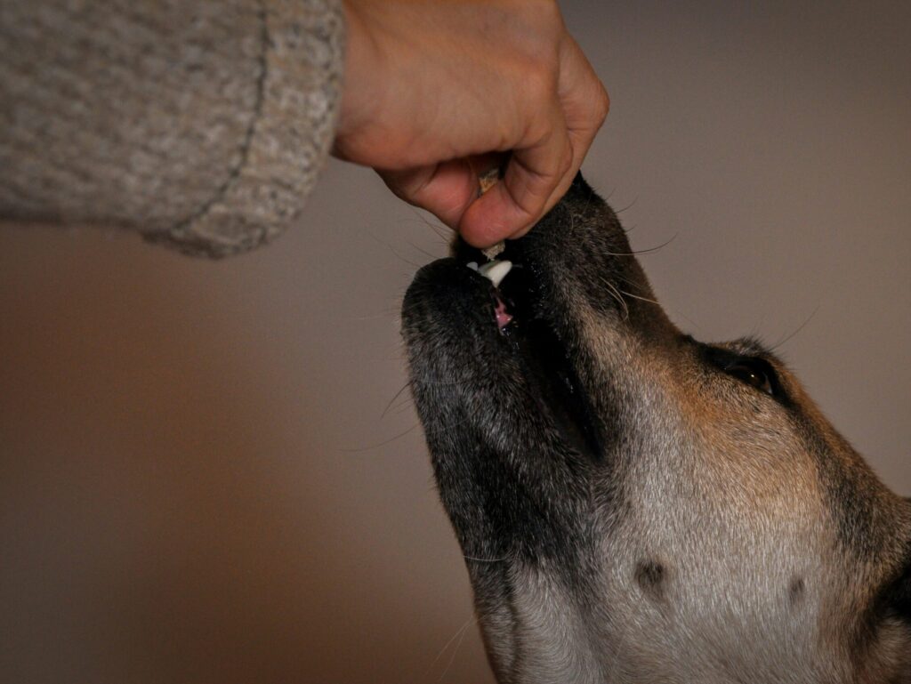 Entwurmung Hund