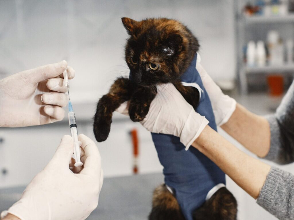 Kastration Katze