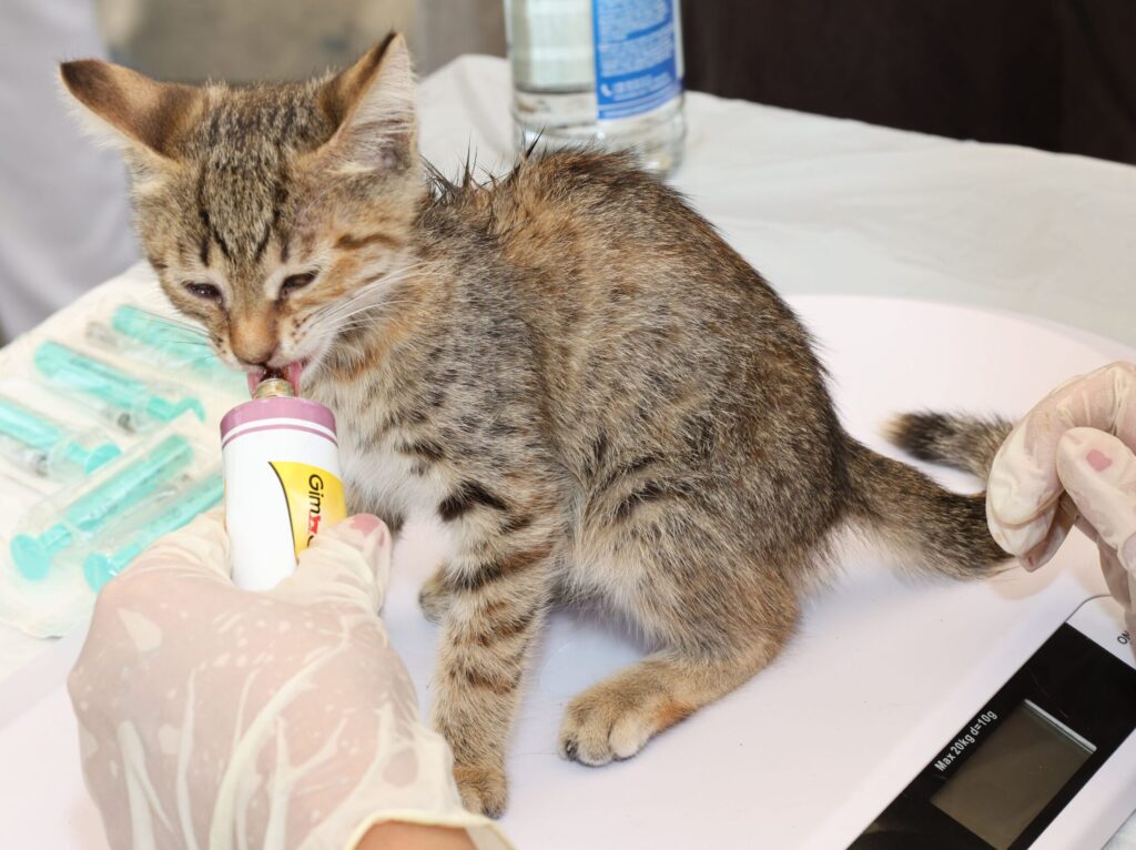 FIV FeLV Test