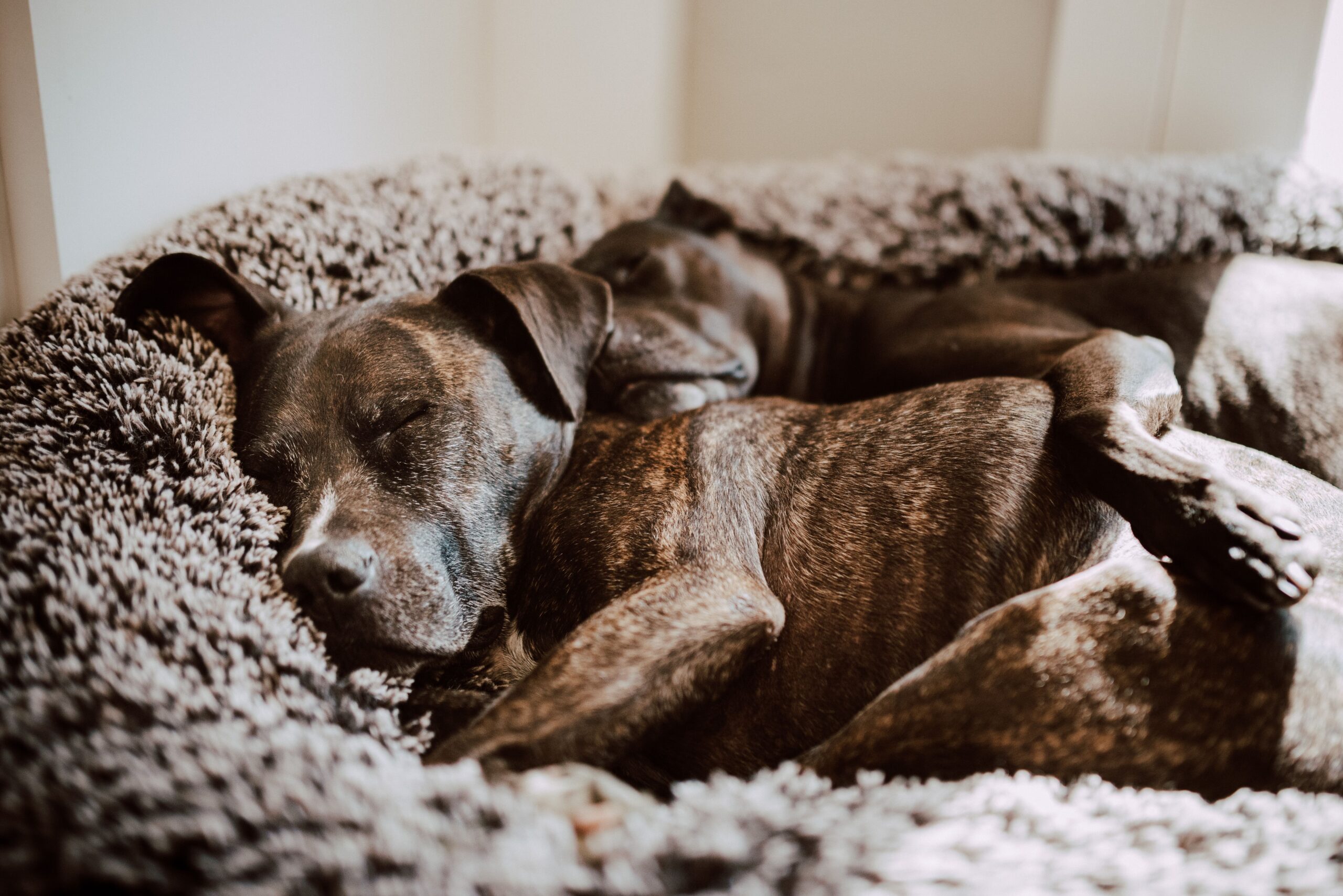 Due cani accoccolati in una cuccia